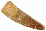 Juvenile Fossil Spinosaurus Tooth - Real Dinosaur Tooth #348685-1